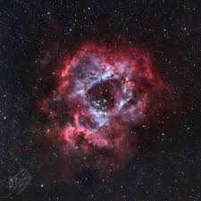 Rose and Renaissance